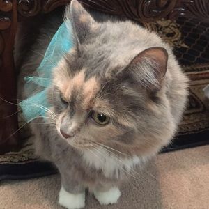 Meet your Posher, Donna